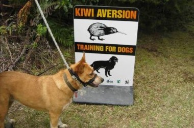 kiwi aversion training dog