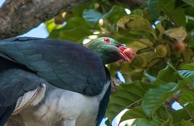 kereru stoddard