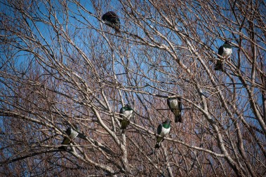 kereru stodard