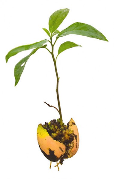 381px Avocado Seedling3