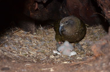 D70 4007 kea in nest