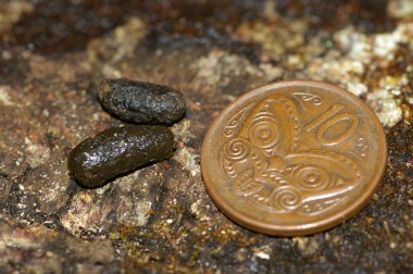 Tree weta poo 0803 G.Gibbs