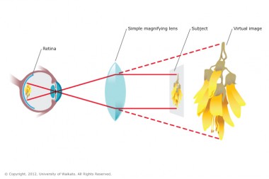 How lenses magnify20151114 15000 1au5ak4