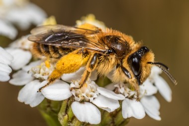 Native Bee