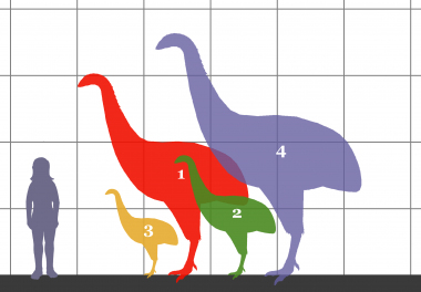 Dinornithidae SIZE 01 moa size2