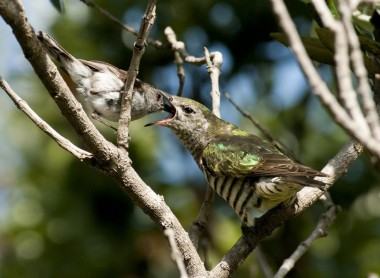 1200491Warbler feeding cuckoo chick 01 working copy