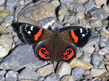 800px NZ Red Admiral Vanessa gonerilla 4