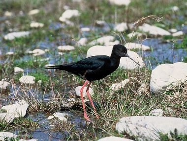 Black Stilt DOC