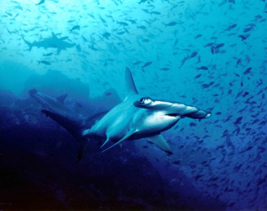 Hammerhead shark Cocos Island Costa Rica