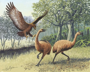 Giant Haasts eagle attacking New Zealand moa