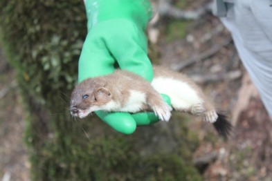 Dead stoat trapped in Fiordland National Park2