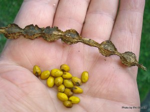 Sophora microphylla Kowhai seeds and seed pod. 2