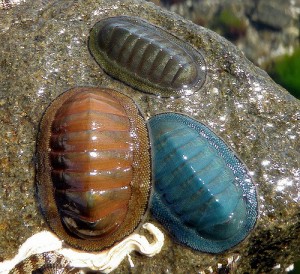 chiton